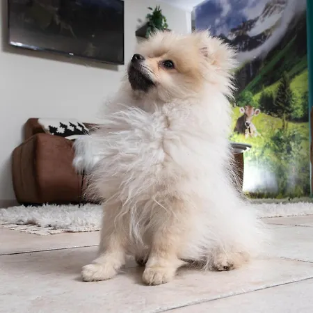 Allgovia Garni Wangen im Allgäu